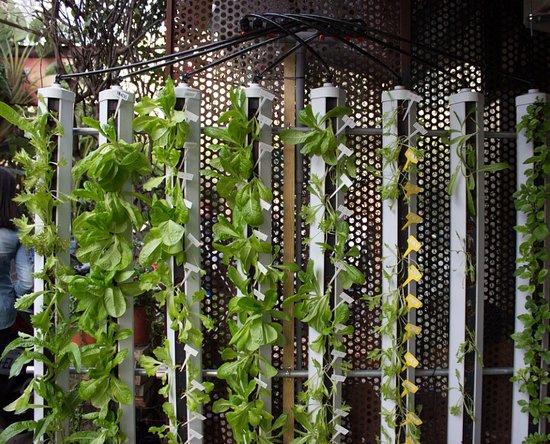 Vegetarian Braised Noodles